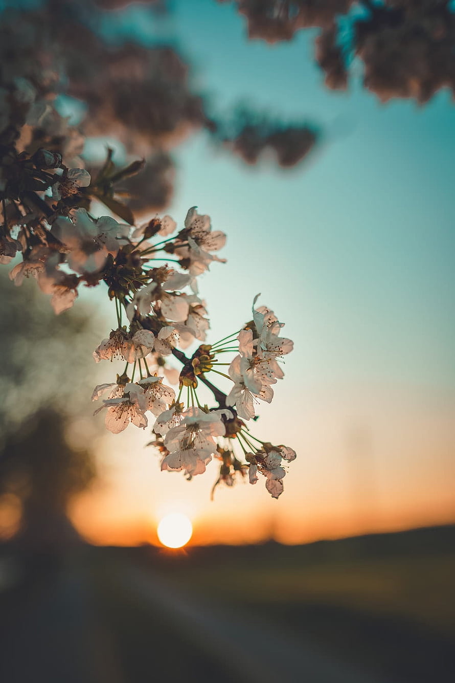 Cherry Blossom Branches Backlit by a Warm Sunset Over a Soft Horizon HD phone wallpaper