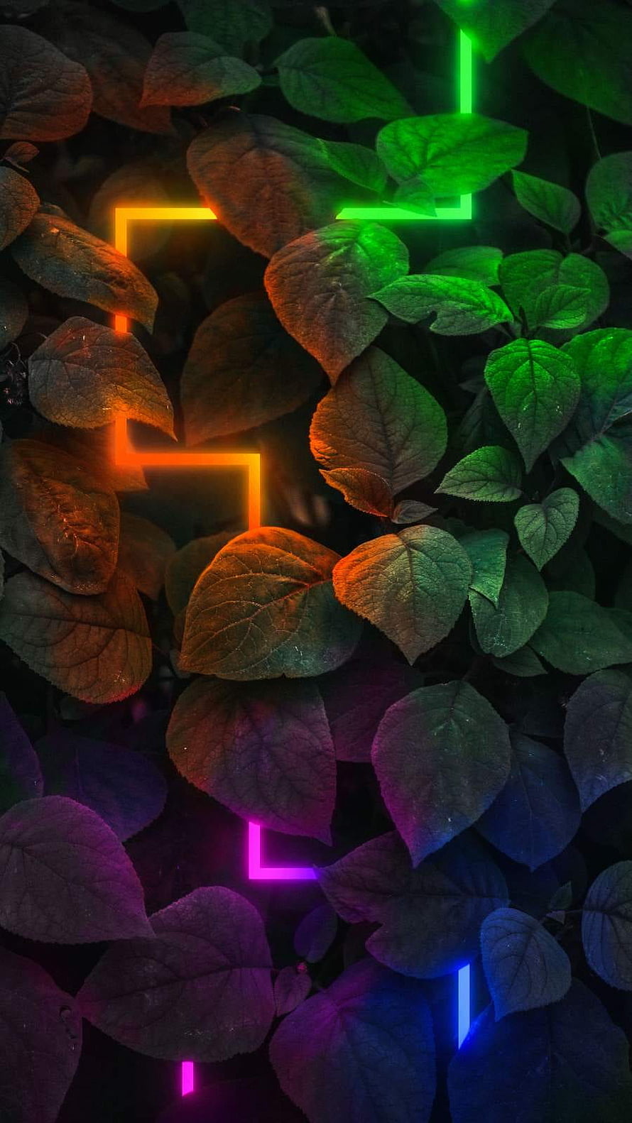 Vibrant Neon Lights Illuminating Dark Green Foliage and Leaves HD phone wallpaper