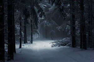 Misty Snow-Covered Pine Forest Path at Dusk HD wallpaper