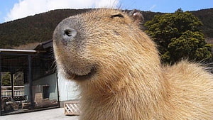 Close-up portrait of a capybara with eyes closed in a sunny outdoor enclosure HD wallpaper