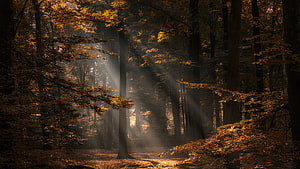 Sunbeams piercing through a misty autumn forest with golden foliage and dark tree trunks HD wallpaper