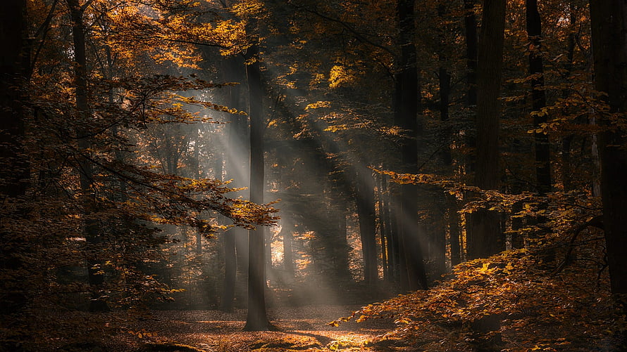 Sunbeams piercing through a misty autumn forest with golden foliage and dark tree trunks HD wallpaper