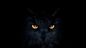 Intense Black Owl Portrait with Glowing Amber Eyes in Deep Darkness HD wallpaper