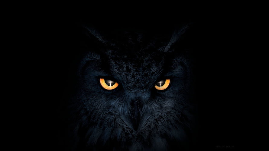 Intense Black Owl Portrait with Glowing Amber Eyes in Deep Darkness HD wallpaper