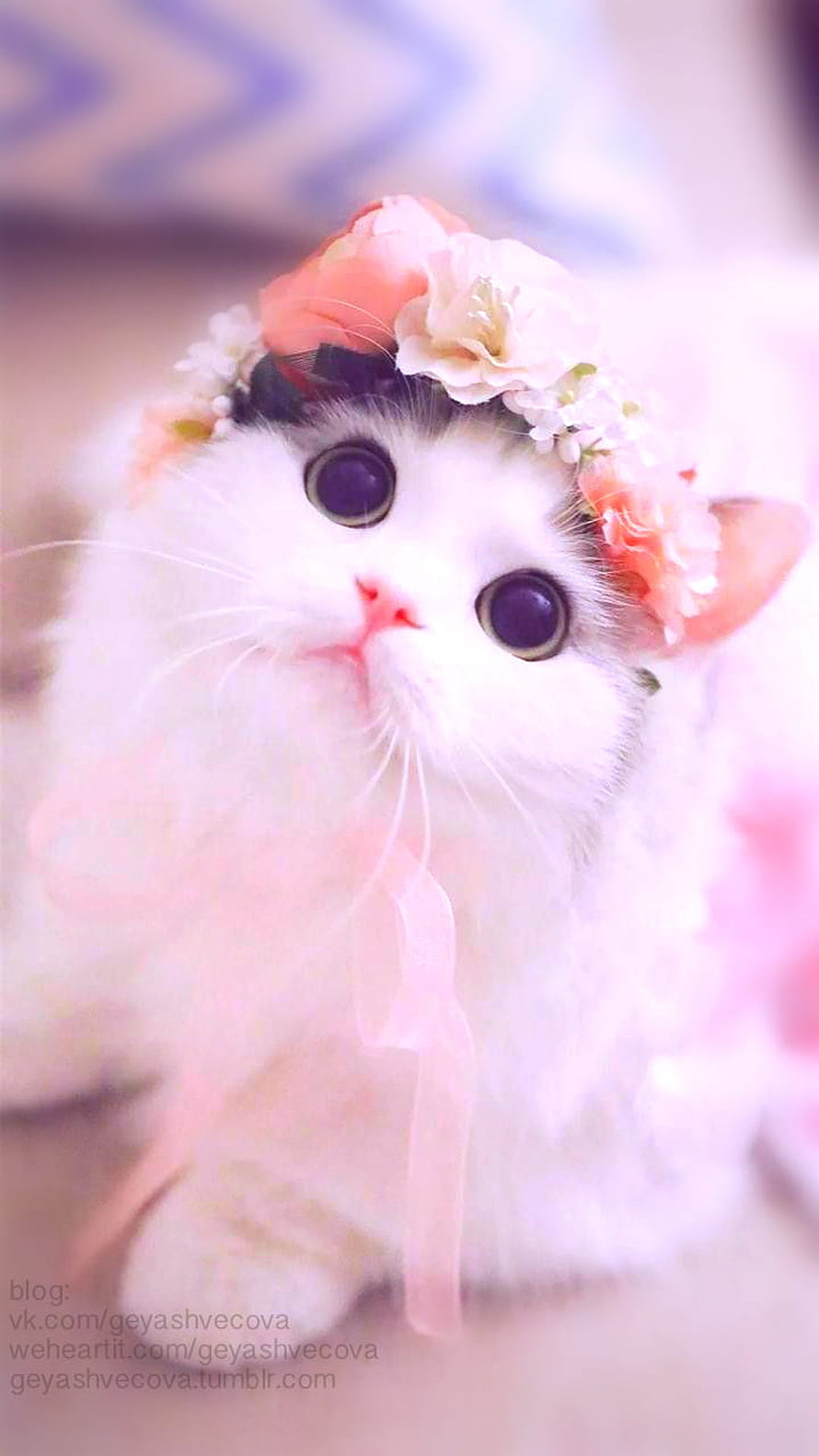 Fluffy White Kitten Wearing a Delicate Floral Crown in Soft Pastel Tones HD phone wallpaper