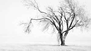 Minimalist Bare Tree in Snowy Winter Landscape Black and White Photography HD wallpaper