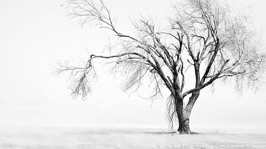 Minimalist Bare Tree in Snowy Winter Landscape Black and White Photography HD wallpaper
