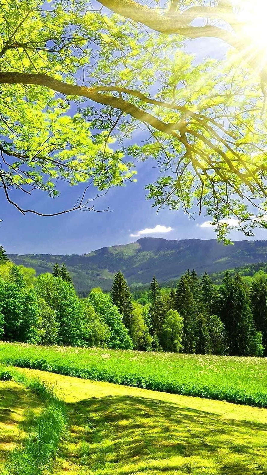 Sunlit Mountain Meadow with Lush Green Trees and Blue Sky HD phone wallpaper