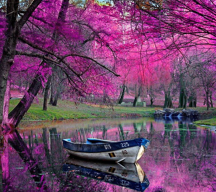 Vibrant Pink Blossoms and a Weathered Rowboat on a Calm Lake HD wallpaper