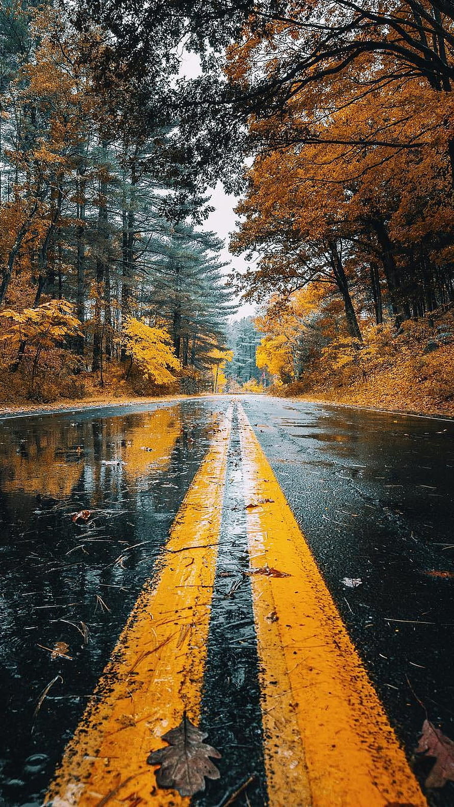 Wet Forest Road with Yellow Lines Under Autumn Canopy HD phone wallpaper