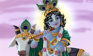 Lord Krishna Playing Flute With Peacock Crown And White Cow HD wallpaper