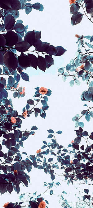 Camellia Blossoms and Dark Leaves Framing a Bright Sky HD phone wallpaper