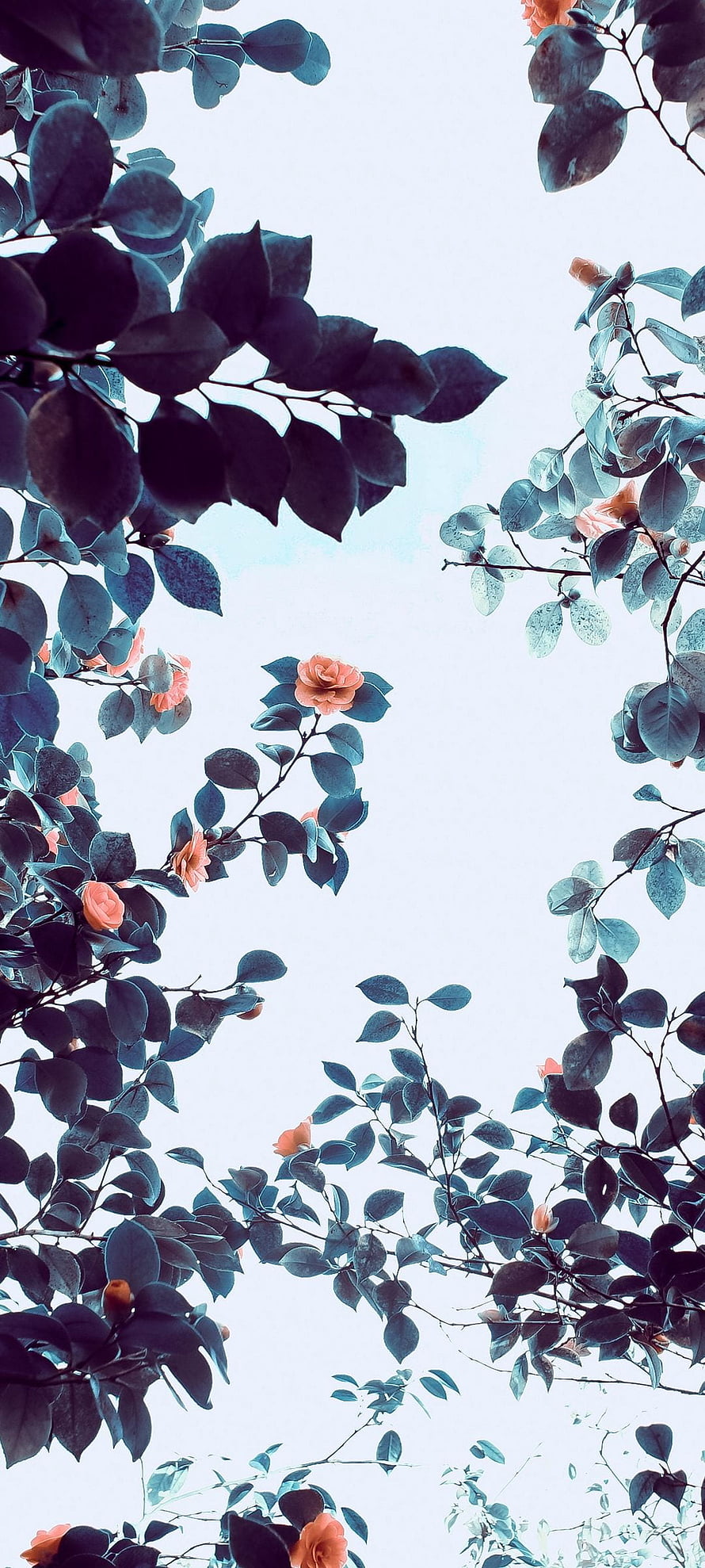 Camellia Blossoms and Dark Leaves Framing a Bright Sky HD phone wallpaper
