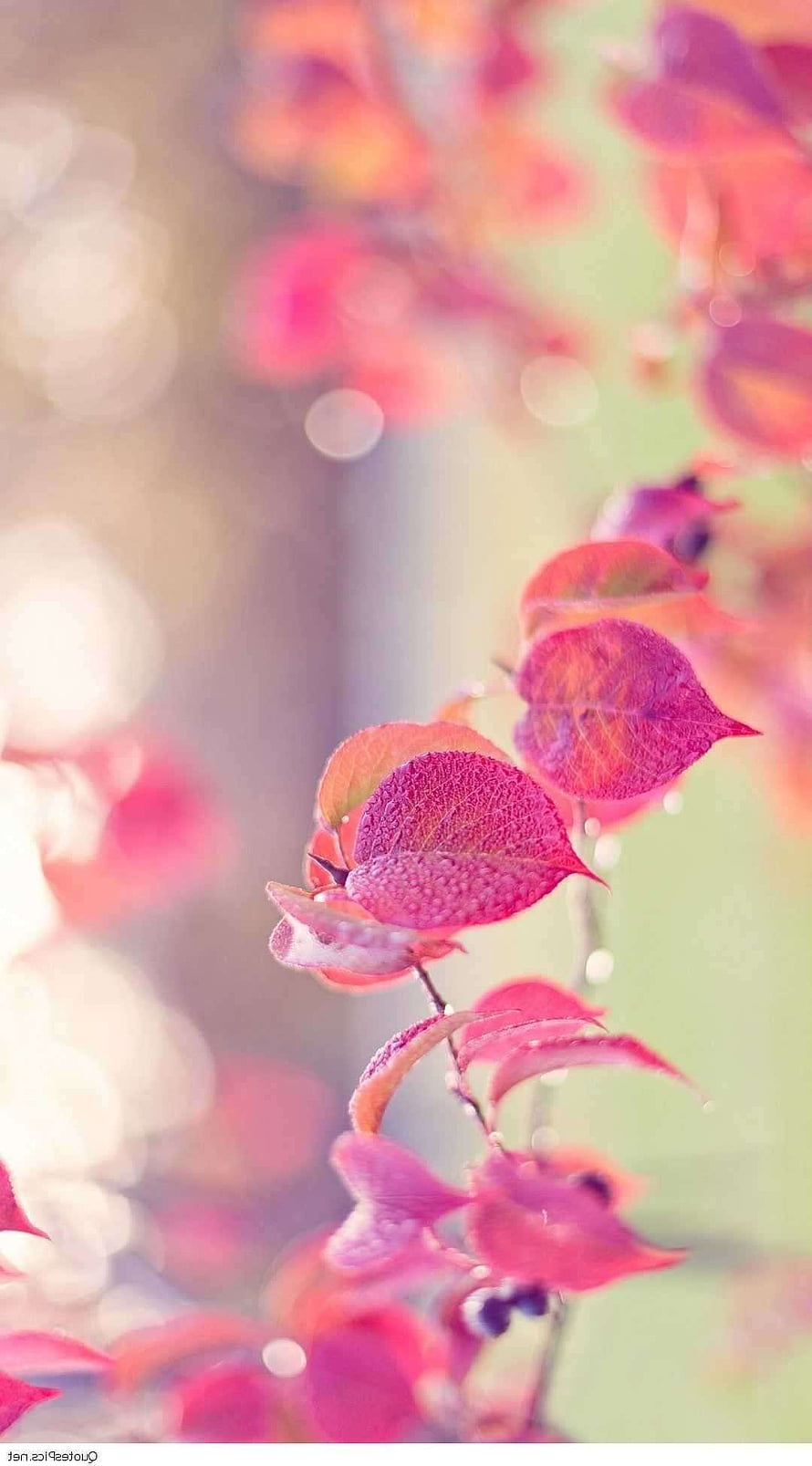 Vibrant Pink Bougainvillea Branch With Dew Drops And Soft Bokeh Background HD phone wallpaper