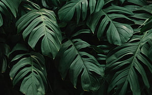 Dark Monstera Leaves Tropical Plant Pattern Nature Photography HD wallpaper