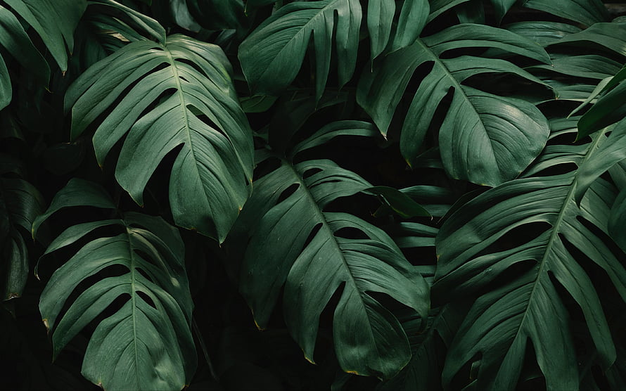 Dark Monstera Leaves Tropical Plant Pattern Nature Photography HD wallpaper