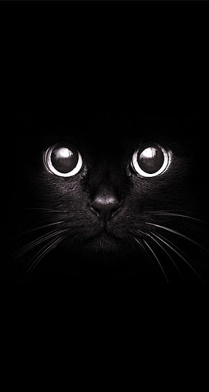 Close-up of a black cat with wide glowing eyes emerging from deep darkness HD phone wallpaper