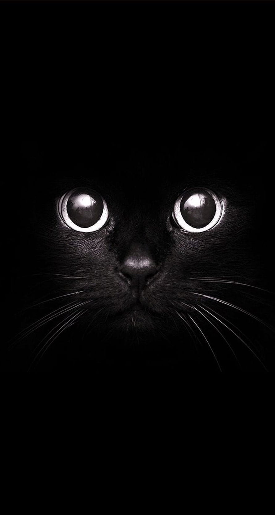 Close-up of a black cat with wide glowing eyes emerging from deep darkness HD phone wallpaper