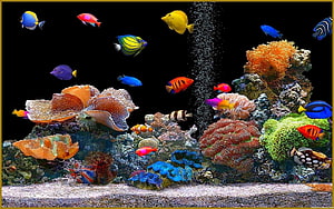 Vibrant tropical reef aquarium with colorful fish and coral formations HD wallpaper
