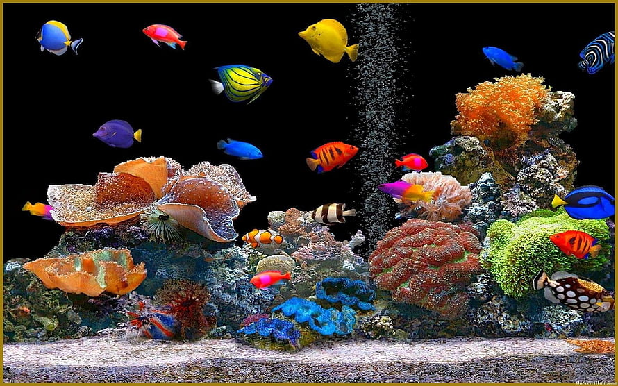 Vibrant tropical reef aquarium with colorful fish and coral formations HD wallpaper