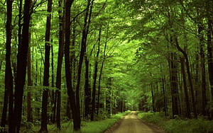 Sunlit Forest Path Winding Through Tall Green Trees and Lush Foliage HD wallpaper