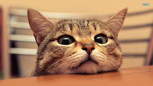 Curious Tabby Cat Peeking Over Wooden Table With Wide Eyes HD wallpaper