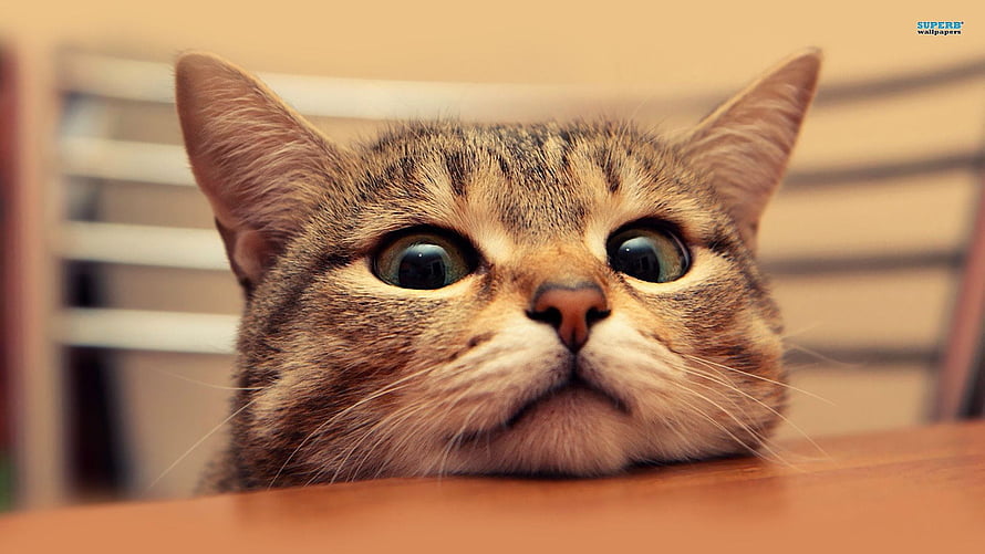 Curious Tabby Cat Peeking Over Wooden Table With Wide Eyes HD wallpaper