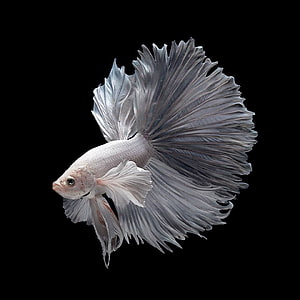 Silver Veiltail Betta Fish with Flowing Fins on Black Background HD phone wallpaper