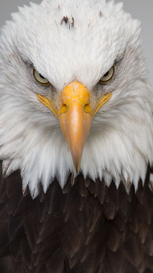 Intense Close-Up Portrait of a Bald Eagle with Sharp Yellow Beak and Piercing Eyes HD phone wallpaper