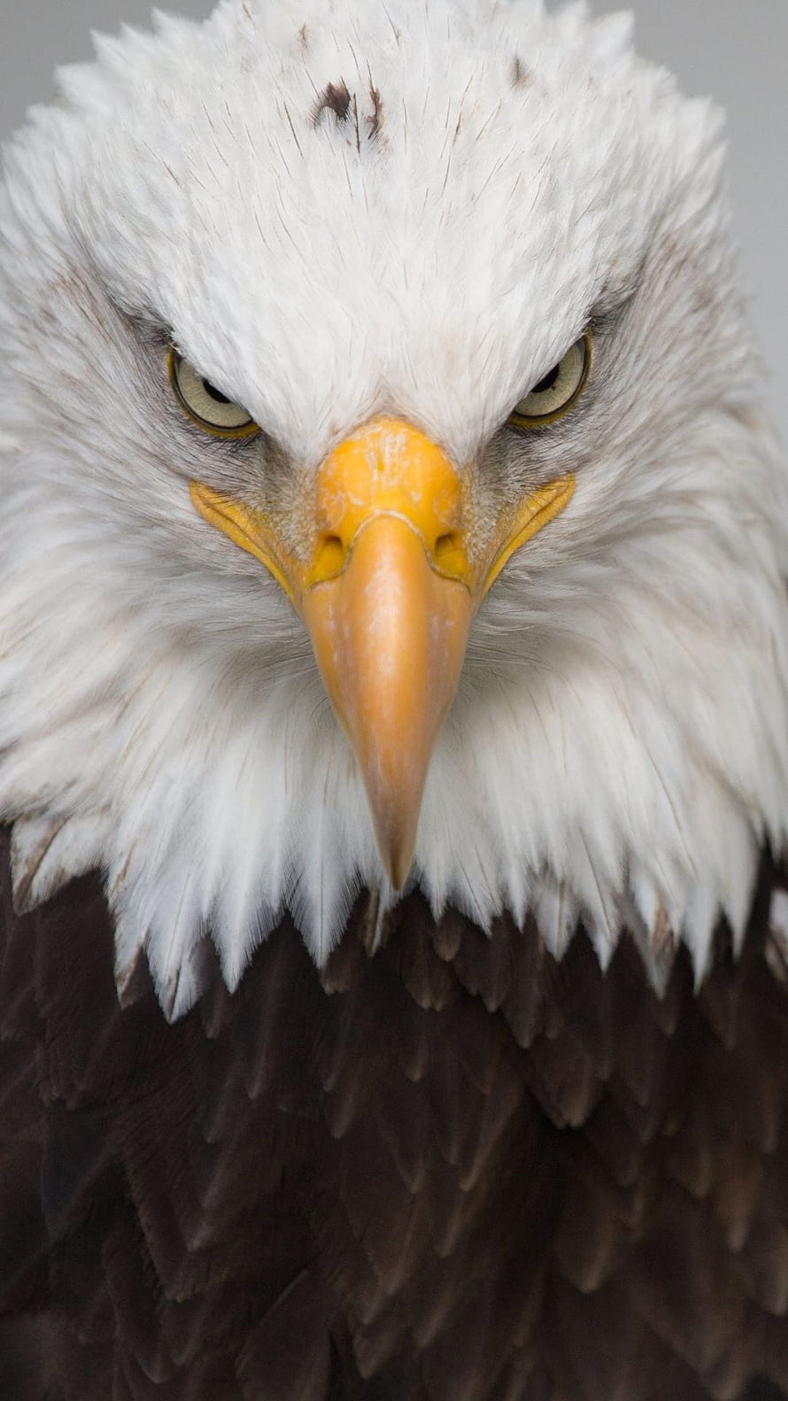 Intense Close-Up Portrait of a Bald Eagle with Sharp Yellow Beak and Piercing Eyes HD phone wallpaper