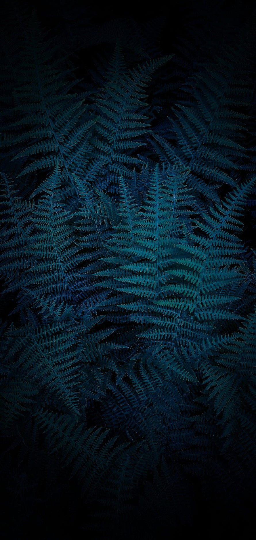 Dark Teal Fern Fronds in Deep Shadow with Intricate Natural Leaf Patterns HD phone wallpaper