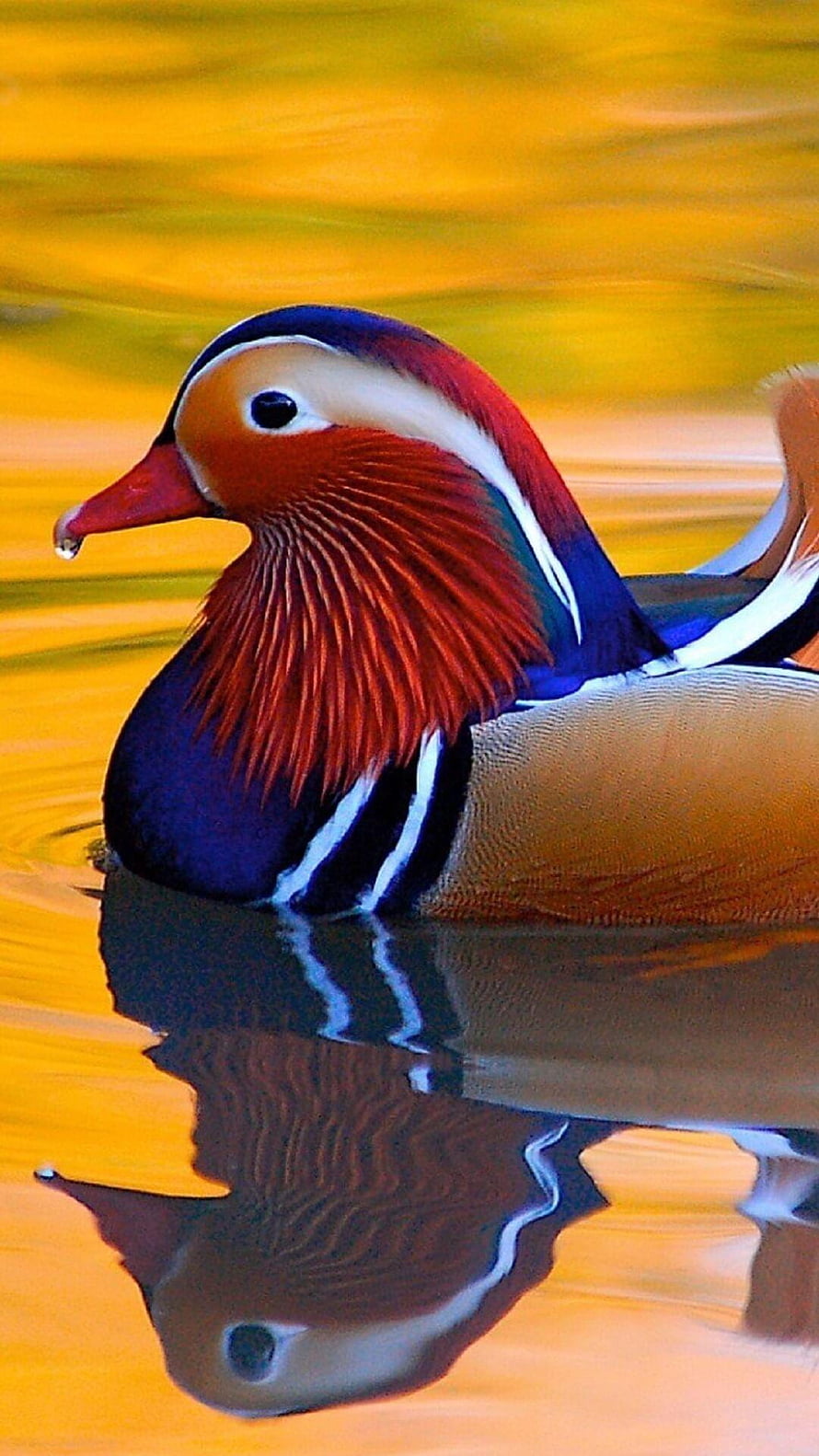 Mandarin Duck Swimming in Golden Water with Vivid Reflection HD phone wallpaper