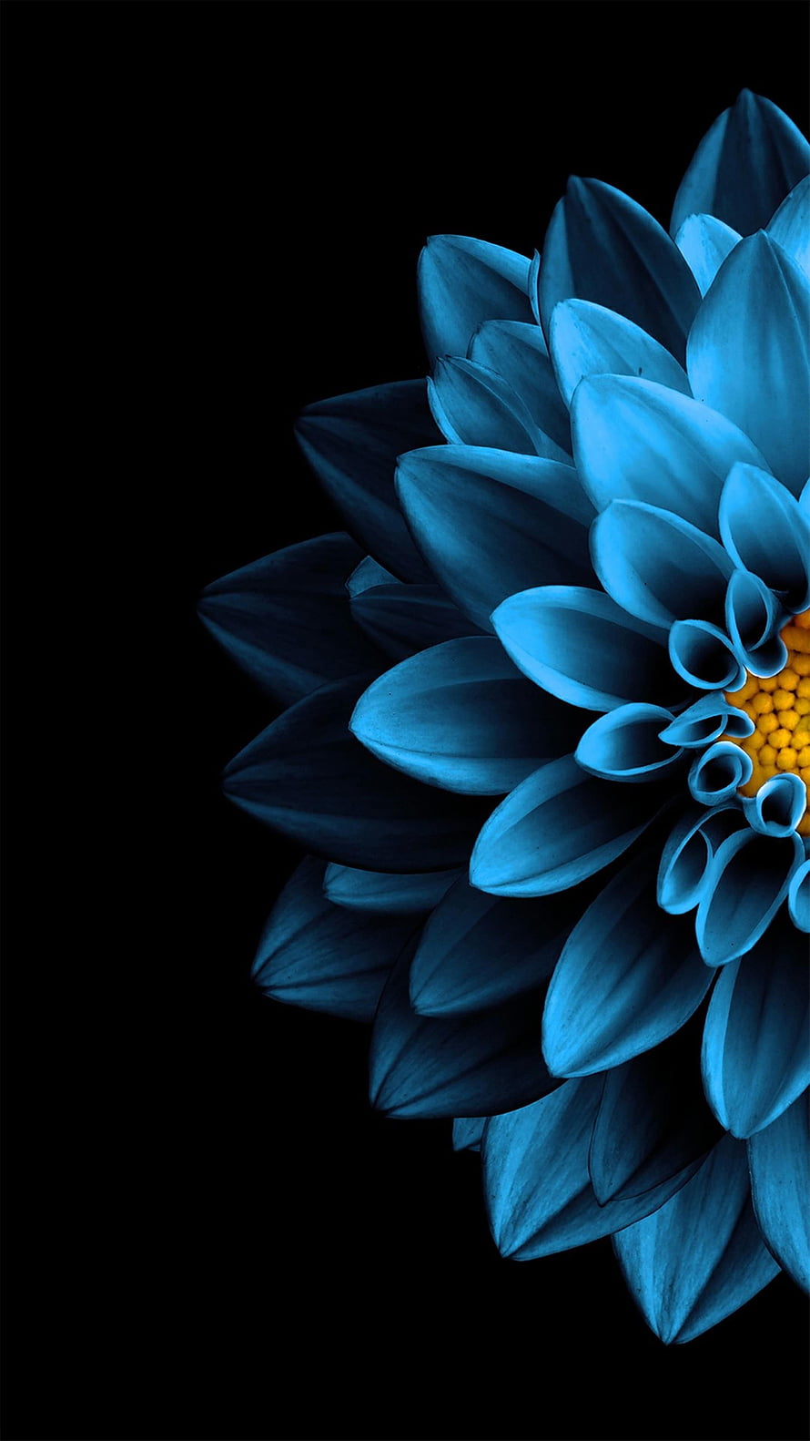 Vibrant Blue Chrysanthemum with Golden Center on Black Background HD phone wallpaper