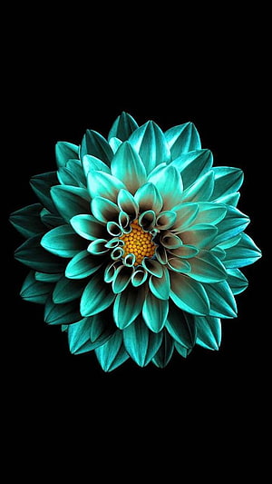 Glowing Teal Dahlia with Golden Center on Black Background HD phone wallpaper