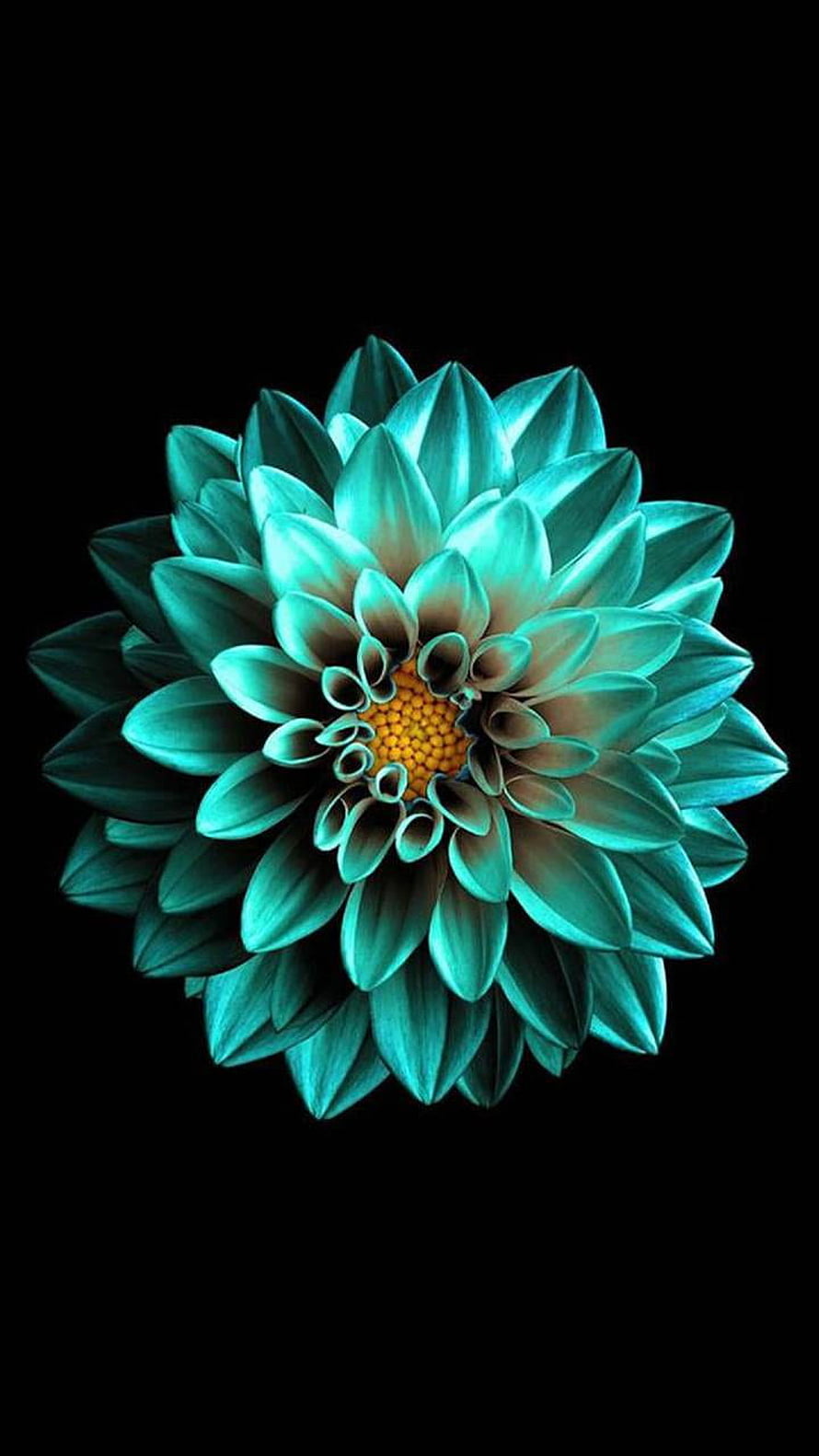 Glowing Teal Dahlia with Golden Center on Black Background HD phone wallpaper