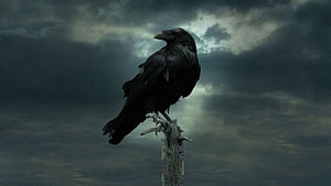 Black Raven Perched on Weathered Post Against Stormy Clouds HD wallpaper