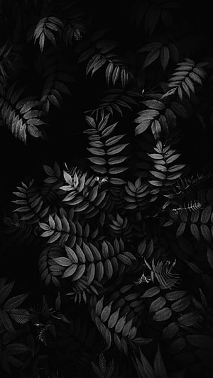 Monochrome Fern Foliage Pattern with Deep Black Background and High Contrast Leaf Details HD phone wallpaper