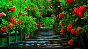 Vibrant Red Rose Garden Path with Stone Steps and Lush Green Foliage HD wallpaper