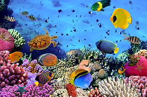 Vibrant Tropical Underwater Scene With Colorful Fishes, Sea Turtle, And Diverse Coral Reef HD wallpaper