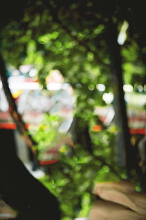 Soft Focus Green Foliage and Bokeh Light Through Tree Branches HD phone wallpaper