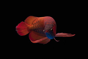 Vibrant Red Asian Arowana Fish Swimming Against a Black Background HD wallpaper