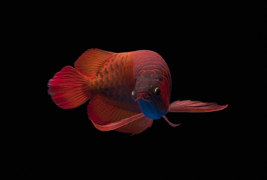 Vibrant Red Asian Arowana Fish Swimming Against a Black Background HD wallpaper