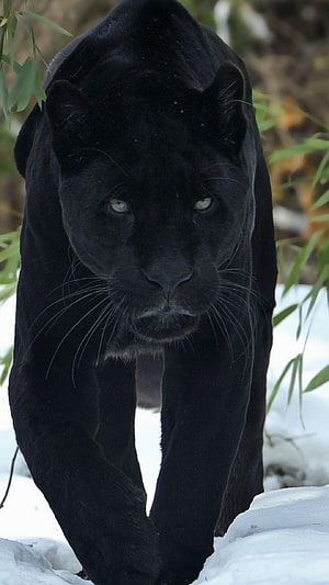 Majestic Black Panther Walking Through Snowy Forest Landscape HD phone wallpaper