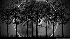 Silhouetted bare trees against a glowing full moon in a moody black and white landscape HD wallpaper