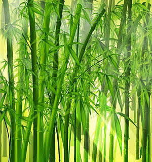 Sunlit Bamboo Grove with Lush Green Stalks and Leaves in a Misty Forest Setting HD phone wallpaper