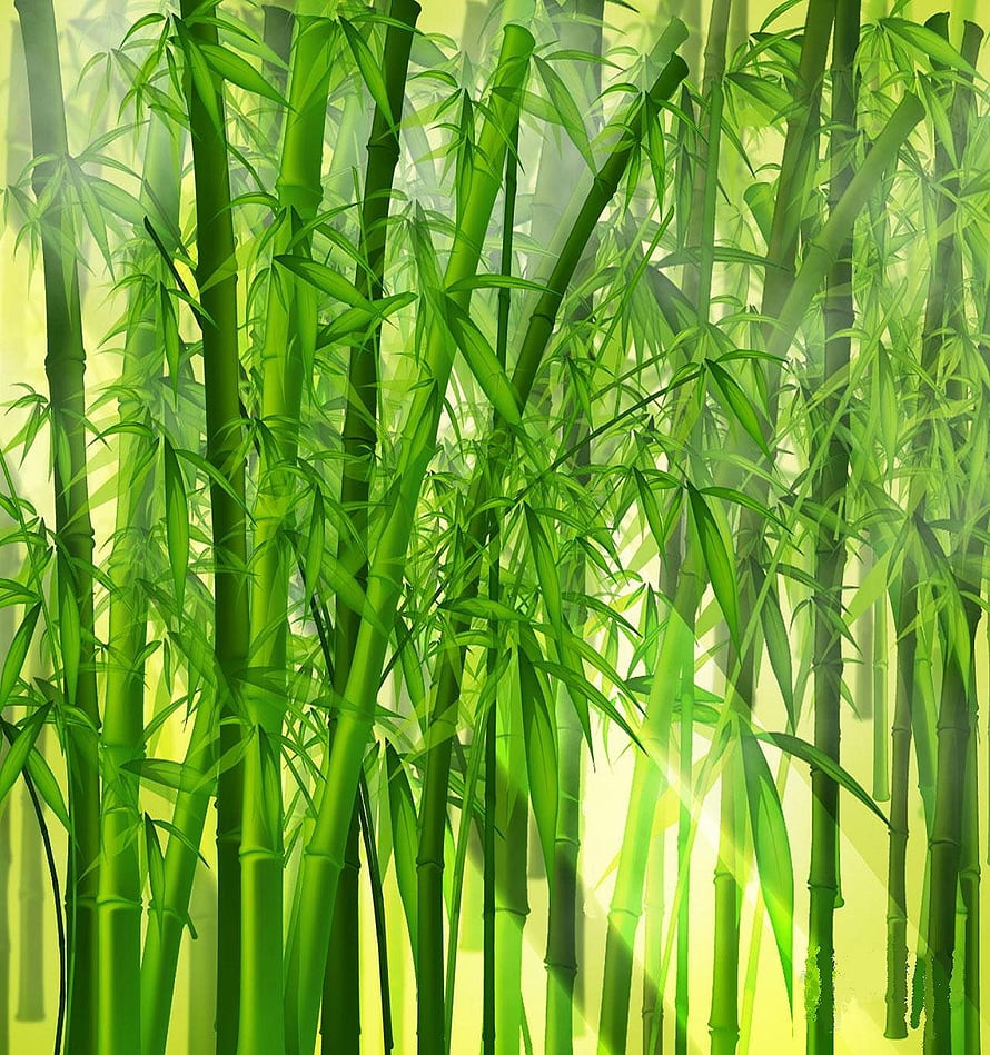 Sunlit Bamboo Grove with Lush Green Stalks and Leaves in a Misty Forest Setting HD phone wallpaper
