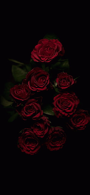 Moody Dark Red Roses Aesthetic with Deep Black Background HD phone wallpaper