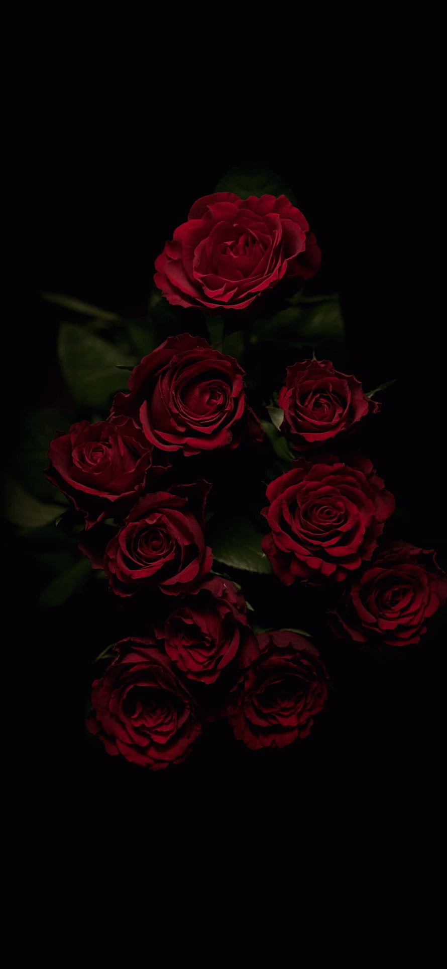 Moody Dark Red Roses Aesthetic with Deep Black Background HD phone wallpaper