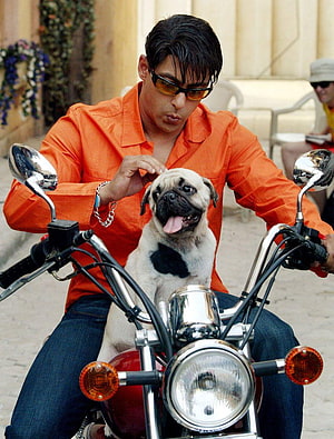 Salman Khan Petting A Fawn Pug While Riding A Red Motorcycle In An Orange Shirt HD phone wallpaper