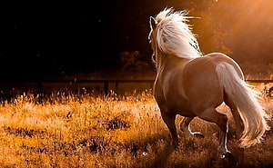Majestic Palomino Horse Galloping Through Golden Grassland at Sunset HD wallpaper